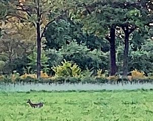 Hert in de verte gezien vanuit Vakantiehuisje in Rekken, omgeven door natuur in Achterhoek, Gelderland.