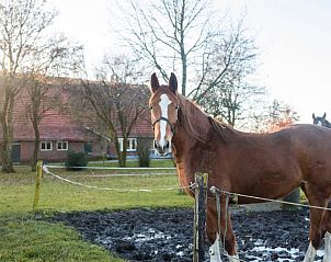 Paarden in de omgeving van Vakantiehuis in Heelweg, genieten van de natuurlijke schoonheid van de Achterhoek, Gelderland.