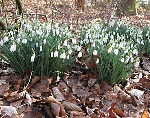 Sneeuwklokjes bloeien in de tuin van Huisje in Zelhem, vakantiehuis in Gelderland.