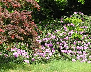 Prachtige rododendrons bij Huisje in Zelhem, vakantiehuis in de Achterhoek, Gelderland.