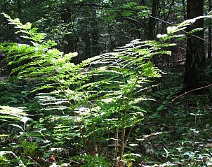 Groene varens in het bos bij Huisje in Zelhem, vakantiehuis in Achterhoek, Gelderland.