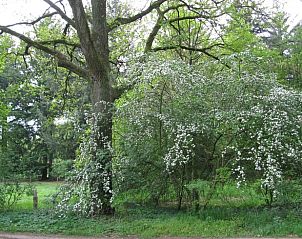 Bloeiende bomen in de omgeving van Huisje in Zelhem, vakantiehuis in Gelderland.