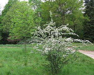Lente in de tuin van Huisje in Zelhem, vakantiehuis in Achterhoek, Gelderland.