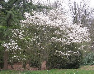 Magnolia's in bloei bij Huisje in Zelhem, vakantiehuis in de Achterhoek, Gelderland.