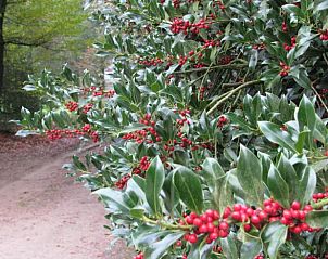Hulst met rode bessen langs de weg naar Huisje in Zelhem, vakantiehuis in Gelderland.
