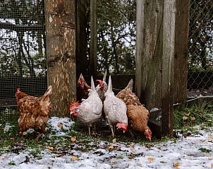 Kippen in de tuin van Huisje in Zelhem, vakantieverblijf in de Achterhoek, Gelderland.