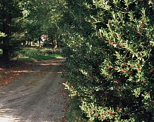 Rustieke bosweg nabij Huisje in Zelhem, vakantiehuis in de Achterhoek omgeven door natuur in Gelderland.