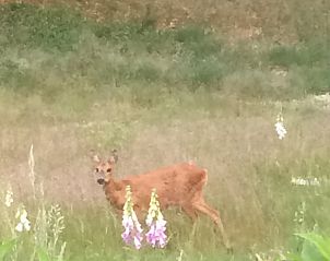 Wilde dieren spotten bij Huisje in Zelhem, vakantiehuis in de Achterhoek met rijke fauna in Gelderland.