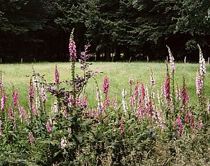 Bloeiende bloemenweide bij Huisje in Zelhem, vakantiehuis in de Achterhoek met kleurrijke natuur in Gelderland.