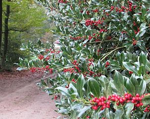 Bessenstruik langs het pad naar Huisje in Zelhem, vakantiehuis in de Achterhoek omgeven door natuur in Gelderland.