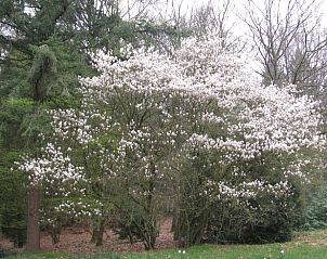 Bloeiende magnolia bij Huisje in Zelhem, vakantiehuis in de Achterhoek met prachtige tuin in Gelderland.
