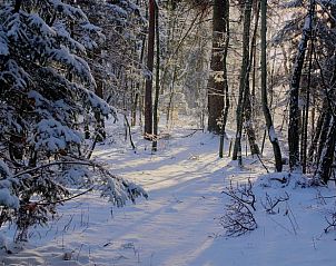 Besneeuwd bos in de omgeving van Vakantiehuisje in Zelhem, ideaal voor winterwandelingen, Achterhoek.