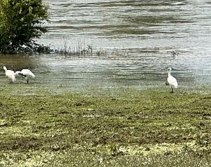 Guest house 291106 - Holiday property Achterhoek - Vakantiehuis in Epse