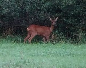 Guest house 291113 - Holiday property Achterhoek - Vakantiehuisje in Epse