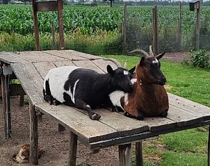 Guest house 291211 - Holiday property Achterhoek - Vakantiehuis in Ruurlo