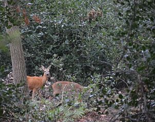 Guest house 291215 - Holiday property Achterhoek - Vakantiehuis in Ruurlo