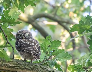 Verblijf 291236 - Vakantiewoning Achterhoek - Huisje in Ruurlo