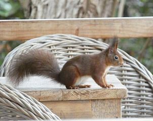 Verblijf 291236 - Vakantiewoning Achterhoek - Huisje in Ruurlo