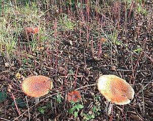 Guest house 291604 - Holiday property Achterhoek - Vakantiehuisje in Sinderen