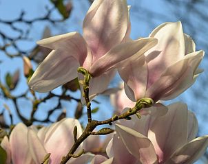 Guest house 291605 - Holiday property Achterhoek - Vakantiehuis in Sinderen