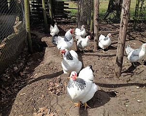 Guest house 291728 - Holiday property Achterhoek - DG470