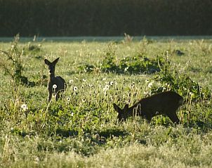 Verblijf 291750 - Vakantiewoning Achterhoek - Vakantiehuis in Aalten