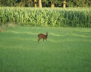 Verblijf 291750 - Vakantiewoning Achterhoek - Vakantiehuis in Aalten