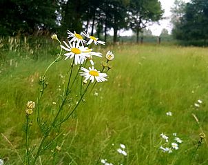 Guest house 291756 - Holiday property Achterhoek - Vakantiehuisje in Aalten