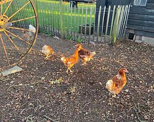 Guest house 291775 - Holiday property Achterhoek - DG529