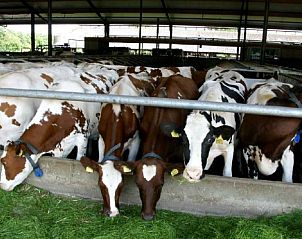 Guest house 291779 - Holiday property Achterhoek - DG798