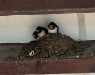 Guest house 291793 - Holiday property Achterhoek - Vakantiehuisje in Aalten