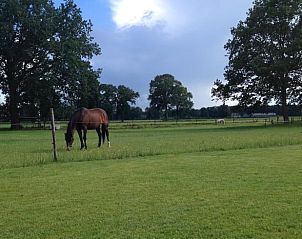 Paardenweide bij Huisje in Laren Gld, Achterhoek, Gelderland