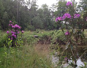 Bloeiende tuin bij Huisje in Laren Gld, Achterhoek, Gelderland