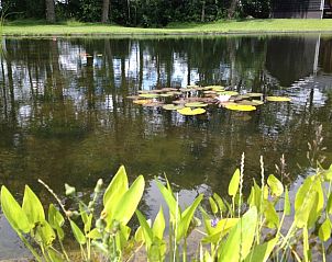 Vijver met waterlelies bij Huisje in Laren Gld, Achterhoek, Gelderland