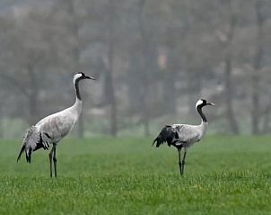 Guest house 291906 - Holiday property Achterhoek - Vakantiehuis in Vragender