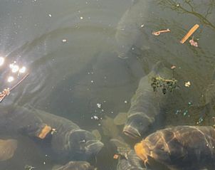 Vissen in de vijver bij Vakantiehuis in Groenlo, een unieke natuurervaring in de Achterhoek, Gelderland.