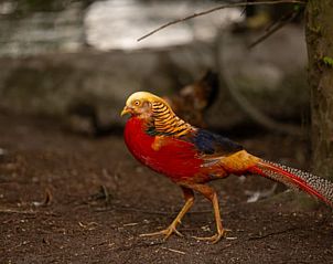 Kleurrijke vogel in de tuinen van Vakantiehuis in Groenlo, een natuurparadijs in de Achterhoek, Gelderland.