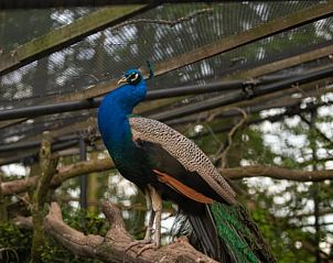 Prachtige pauw in de omgeving van Vakantiehuis in Groenlo, een kleurrijk gezicht in de Achterhoek, Gelderland.