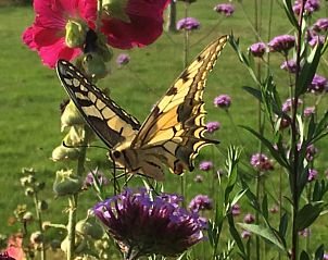 Vlinder in bloementuin van Vakantiehuisje in Lochem, perfect voor een serene vakantie in de Achterhoek.