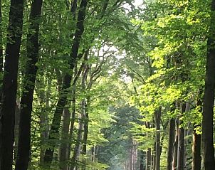 Schaduwrijke bosweg in de buurt van Vakantiehuisje in Lochem, ideaal voor wandelingen in Gelderland.