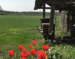 Rode tulpen in tuin van Vakantiehuisje in Lochem, Achterhoek, met uitzicht op uitgestrekte velden.