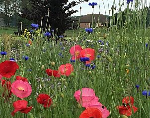 Kleurrijke bloemenweide nabij Vakantiehuisje in Lochem, Achterhoek, ideaal voor een zomerse vakantie.