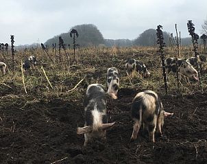 Varkens in veld nabij Vakantiehuisje in Lochem, Achterhoek, voor een authentieke landelijke ervaring.