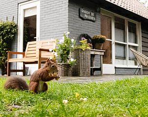 Huisje in Lochem met groene tuin en eekhoorn, vakantiehuis in Gelderland.