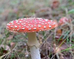 Verblijf 292120 - Vakantiewoning Achterhoek - Huisje in Lochem