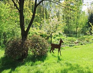Natuurlijke omgeving van Vakantiehuis in Lochem met hert in de tuin in de Achterhoek, Gelderland.