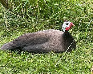 Kalkoen in de tuin van Vakantiehuis in Lochem, omgeven door natuur in de Achterhoek, Gelderland.