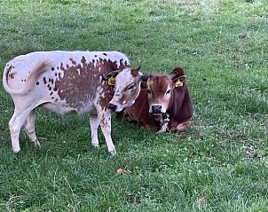 Koeien in de weide bij Vakantiehuis in Lochem, landelijke sfeer in de Achterhoek, Gelderland.