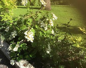 Bloeiende struiken in de tuin van Vakantiehuisje in Lochem, Gelderland.