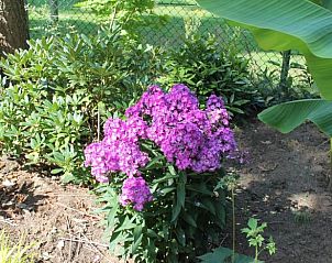 Paarse bloemen in de tuin van Vakantiehuisje in Lochem, Achterhoek.
